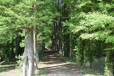 築上町弓の師近隣公園並木道の画像