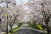 城井川堤防桜並木1の画像