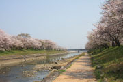 城井川堤防桜並木2の画像