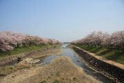 城井川堤防桜並木3の画像