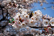 城井川堤防桜並木4の画像