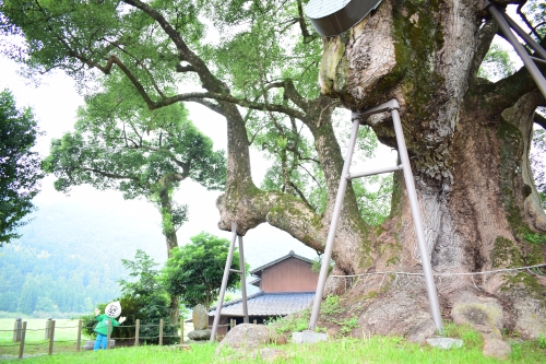 のぼる本庄の大楠02