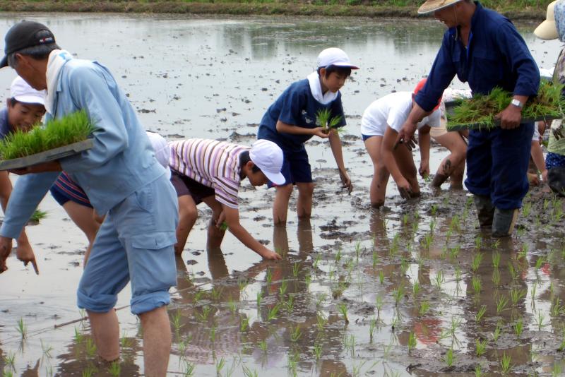 田植え体験