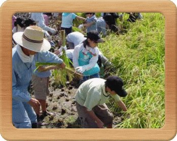 稻刈り授業画像