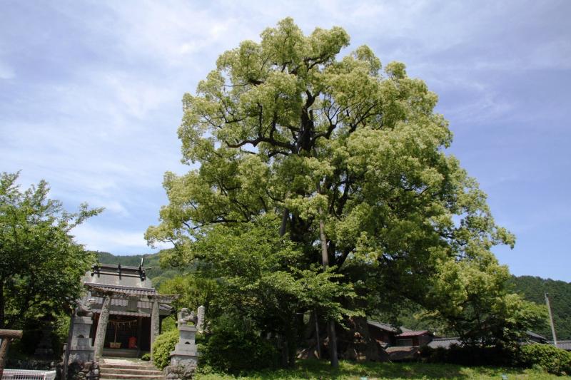 本庄の大楠