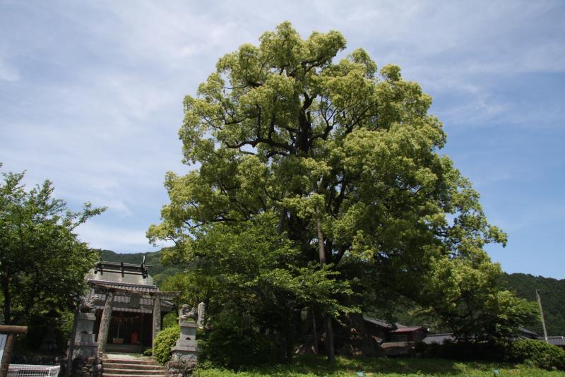 本庄の大楠