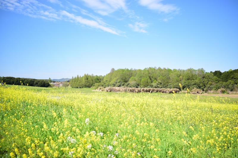菜の花（メタセの杜）