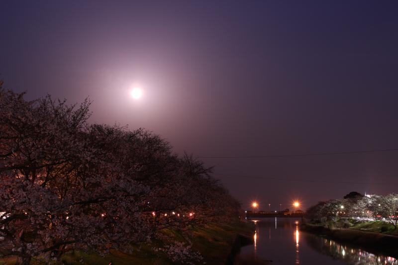 桜土手③ライトアップ