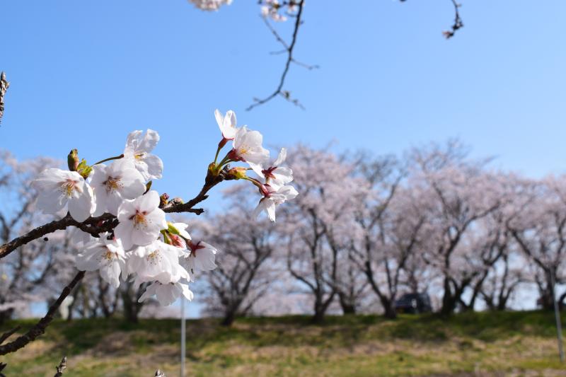 桜土手②