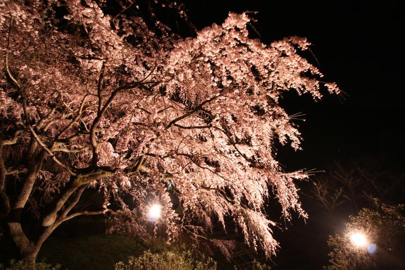 天神山しだれ桜①