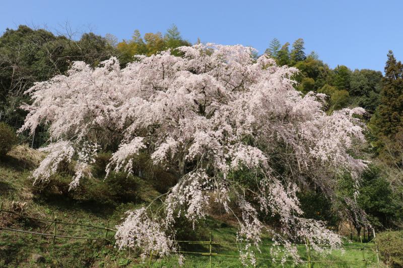 天神山しだれ桜③