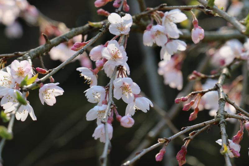 天神山しだれ桜④