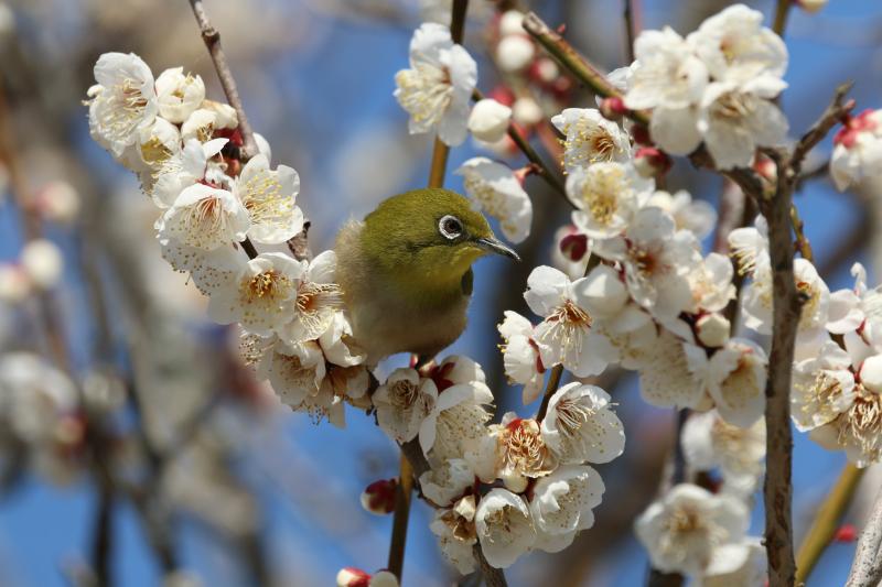 の画像