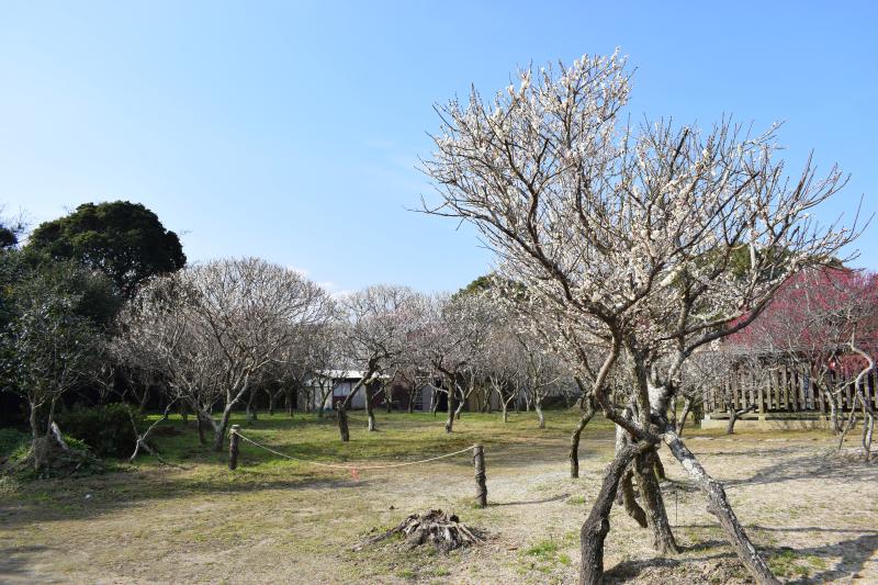 梅-01