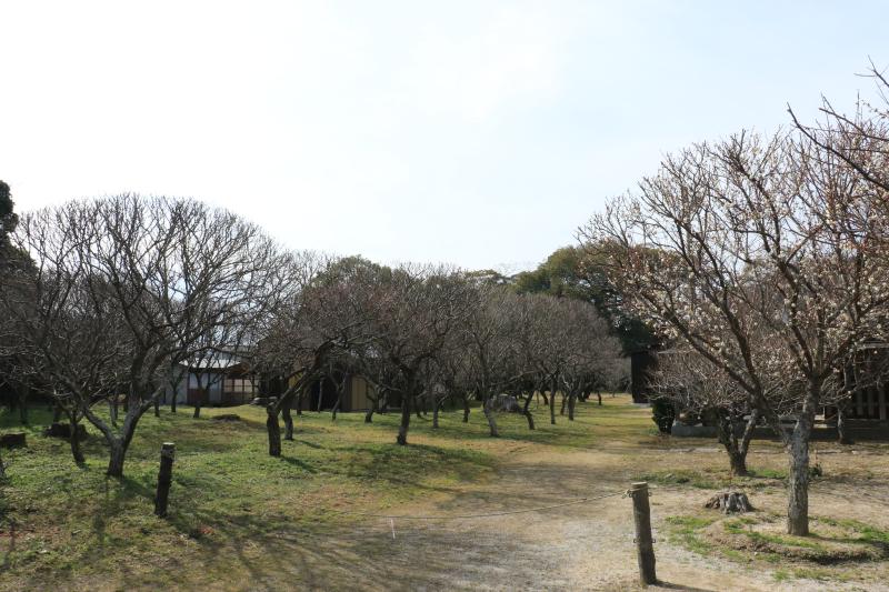 梅ー01
