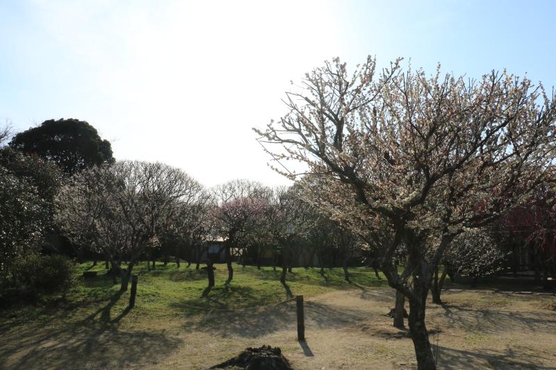 梅ー01