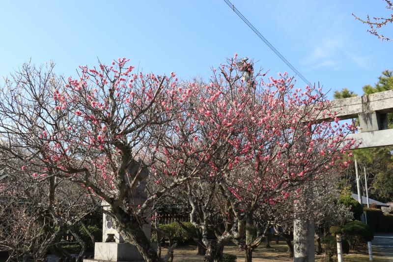 梅ー07