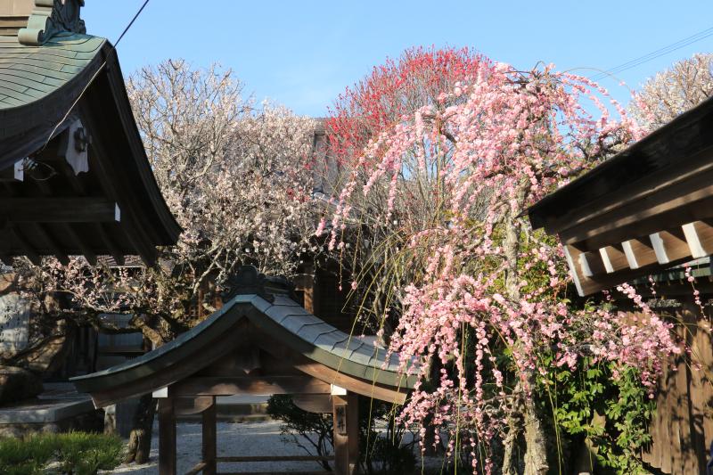 梅ー08