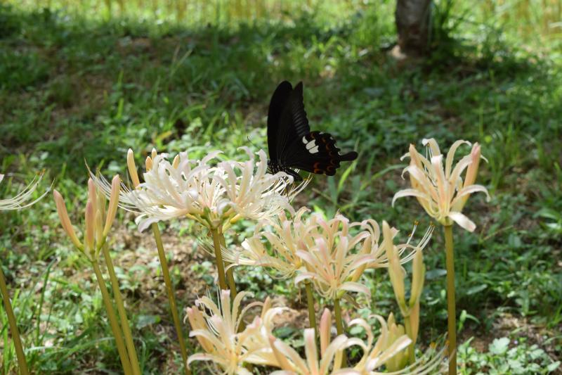 DSC_0048.JPG