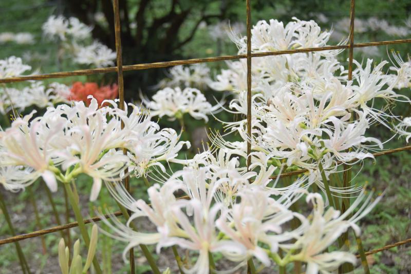 ②