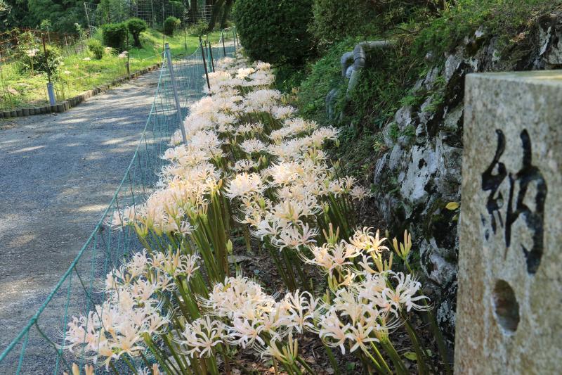 白い彼岸花②（9月11日撮影）