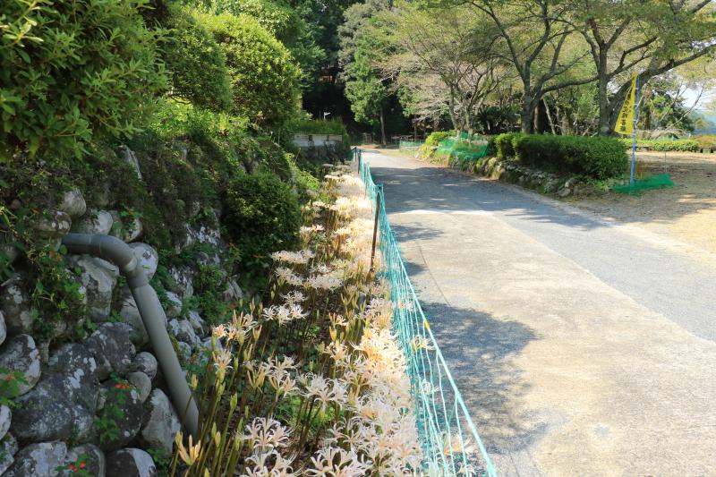 白い彼岸花③（9月11日撮影）