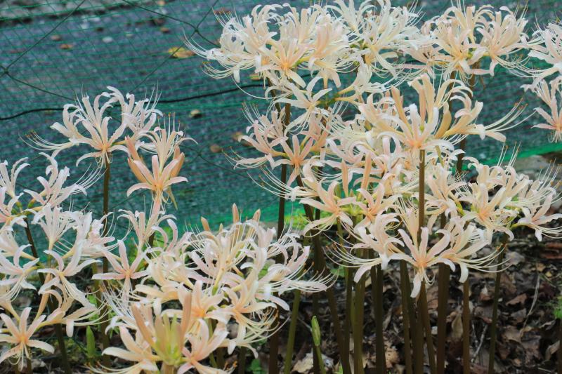 白い彼岸花①（9月11日撮影）