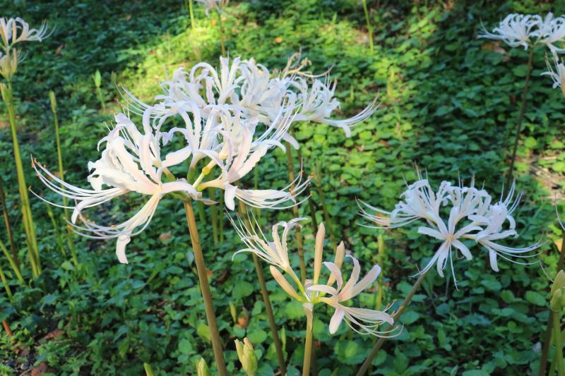白い彼岸花①（9月19日撮影）