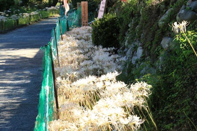 白い彼岸花③（9月19日撮影）
