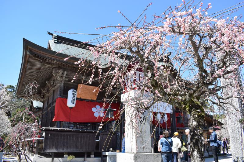 梅祭り